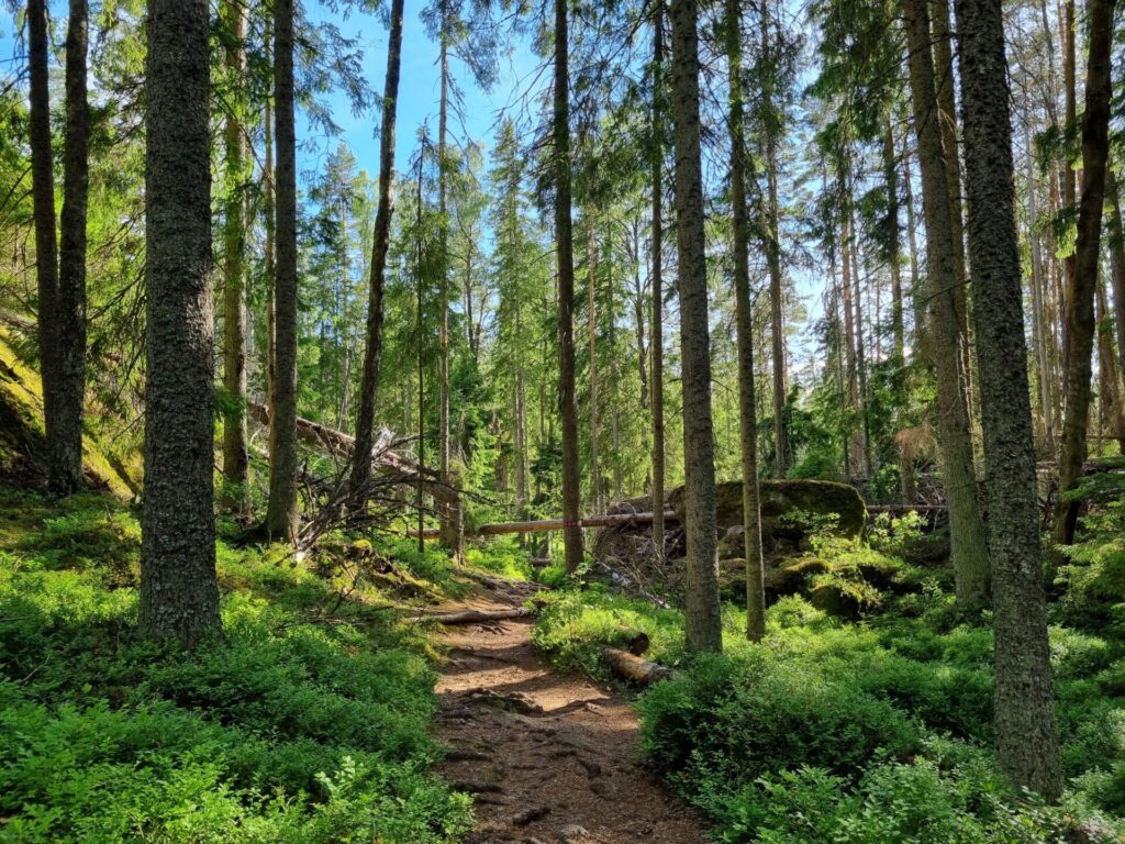 Tivedens,,National,Park,,Sweden,,Green,Trees,,Forest,,Rocks,,Nature