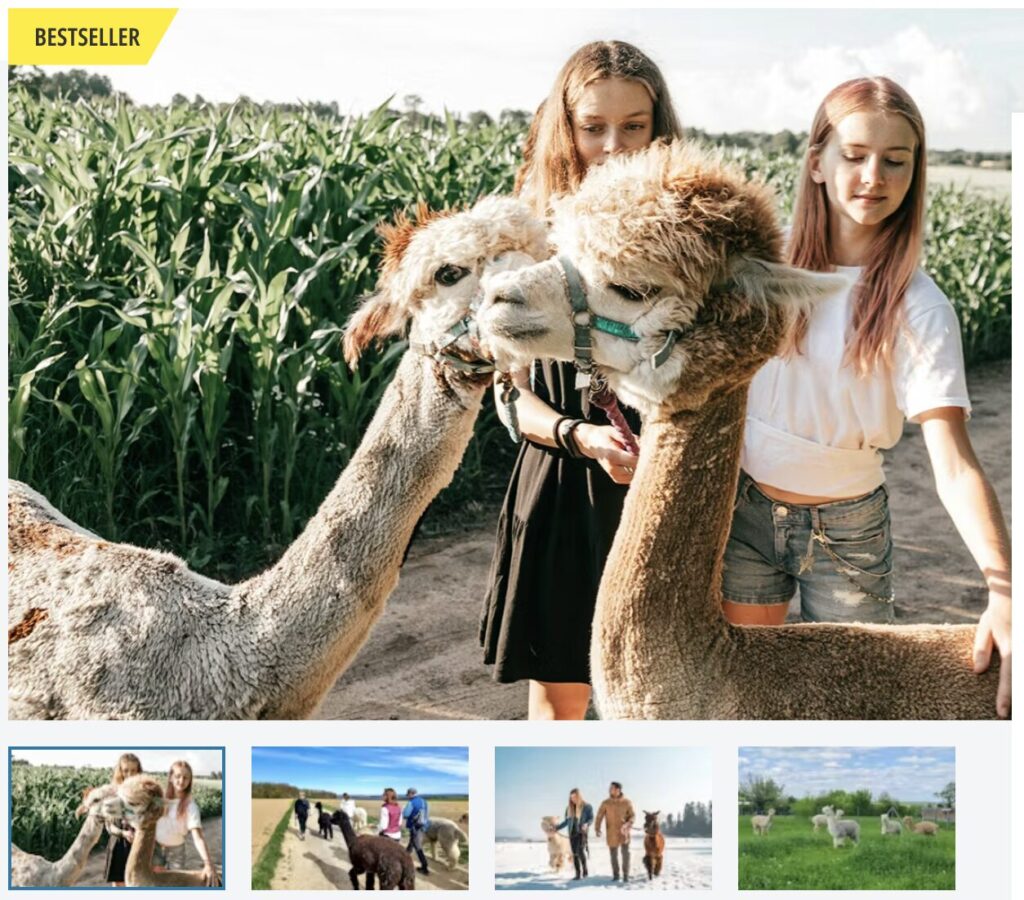 Alpaka Farm: Gutschein für eine Alpaka Wanderung nur 34€ p.P. (bei 2 Leuten)