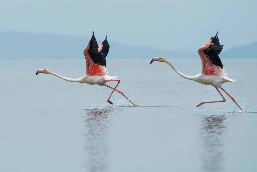 Flamingos auf dem Wasser