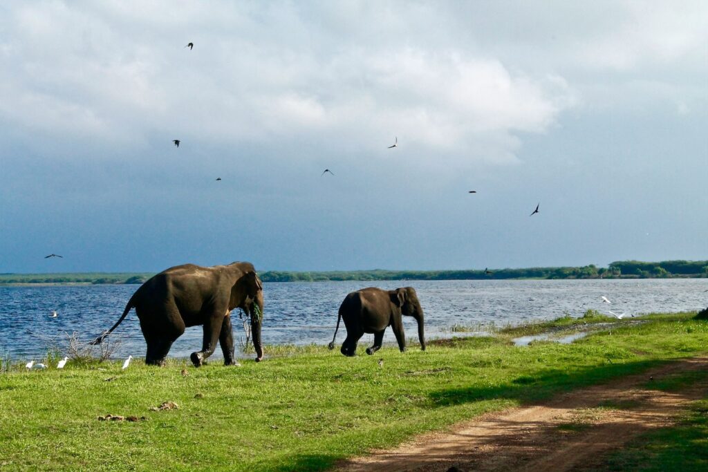 Wildlebende Elefanten in Sri Lanka