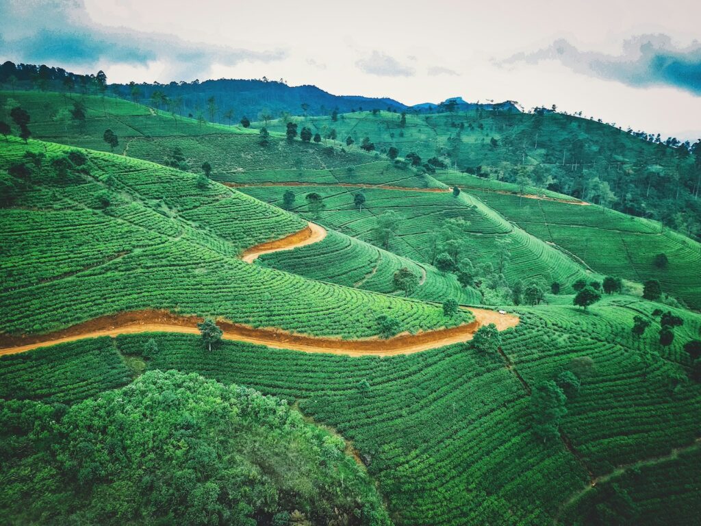 Blick auf eine Teeplantage in Sri Lanka
